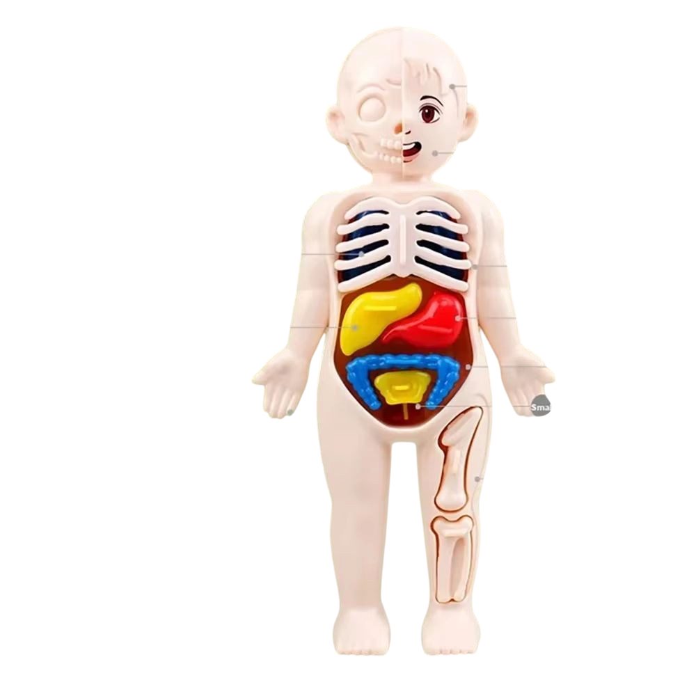 MEGAGOODS Lernspielzeug Montessori Anatomie Modell Kinder günstig online kaufen
