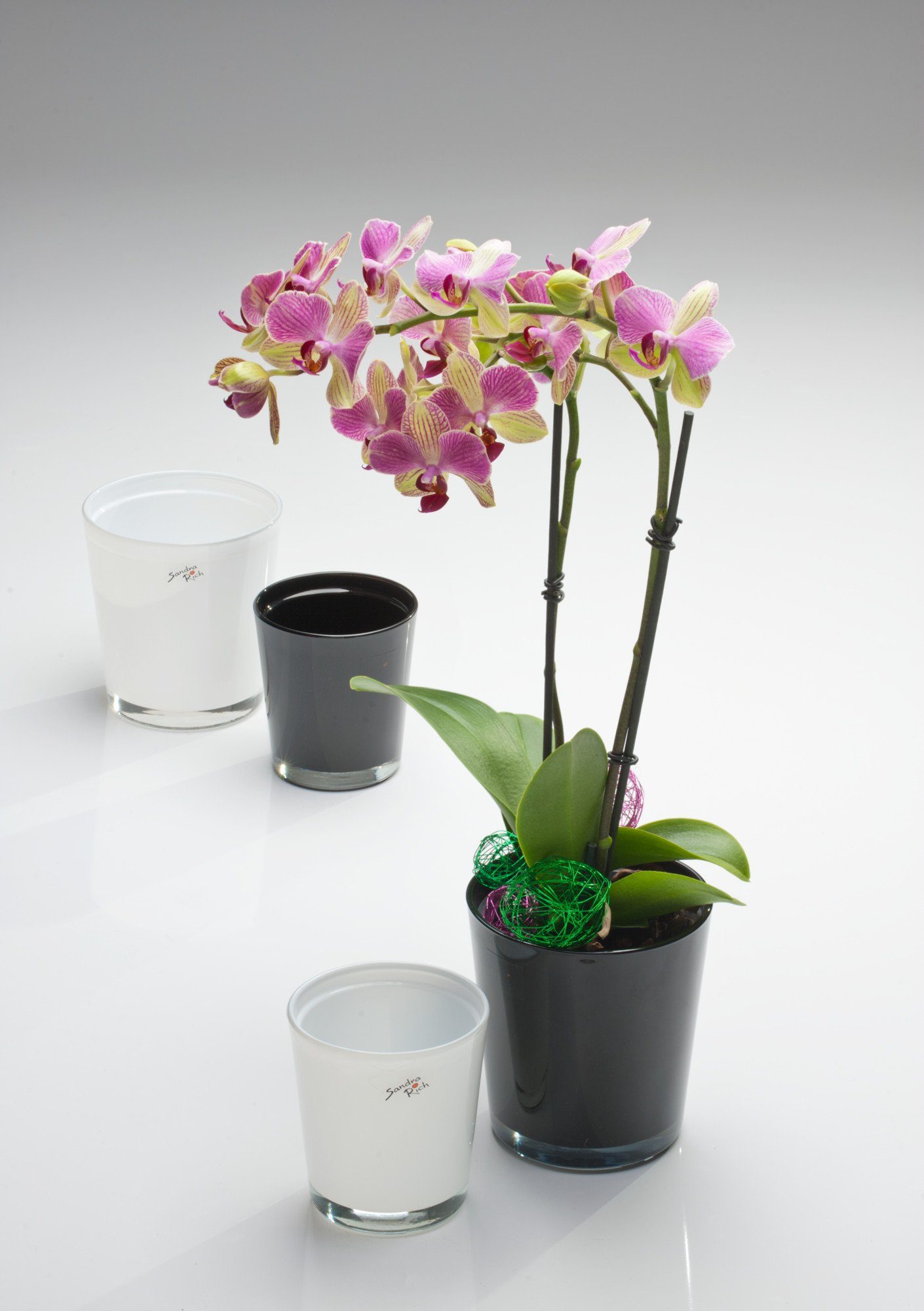 Sandra Rich Blumentopf Orchideentopf Orchid konisch günstig online kaufen