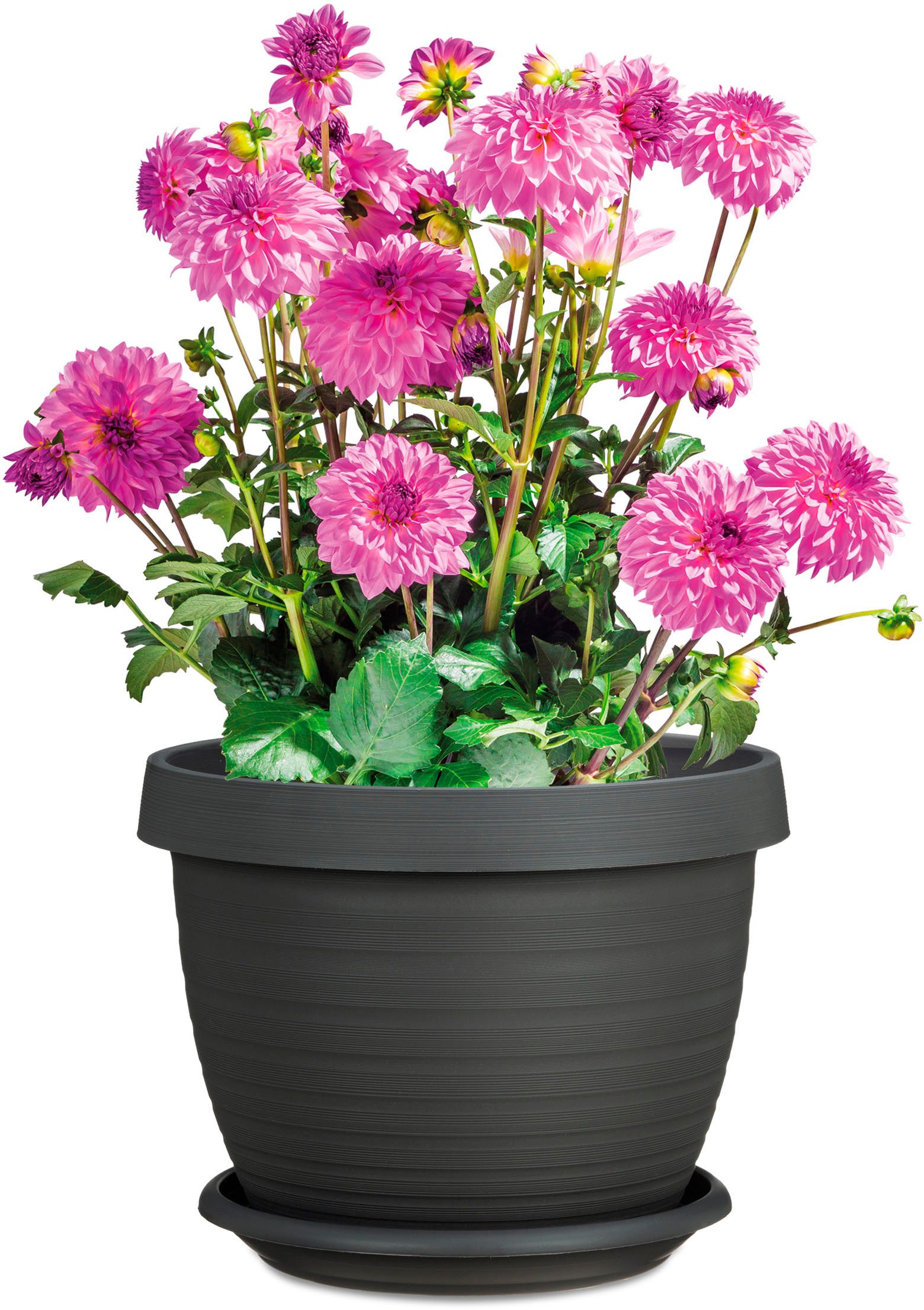 Scheurich Blumentopf Country Star 40 (Set, 3 St), mit Untersetzern