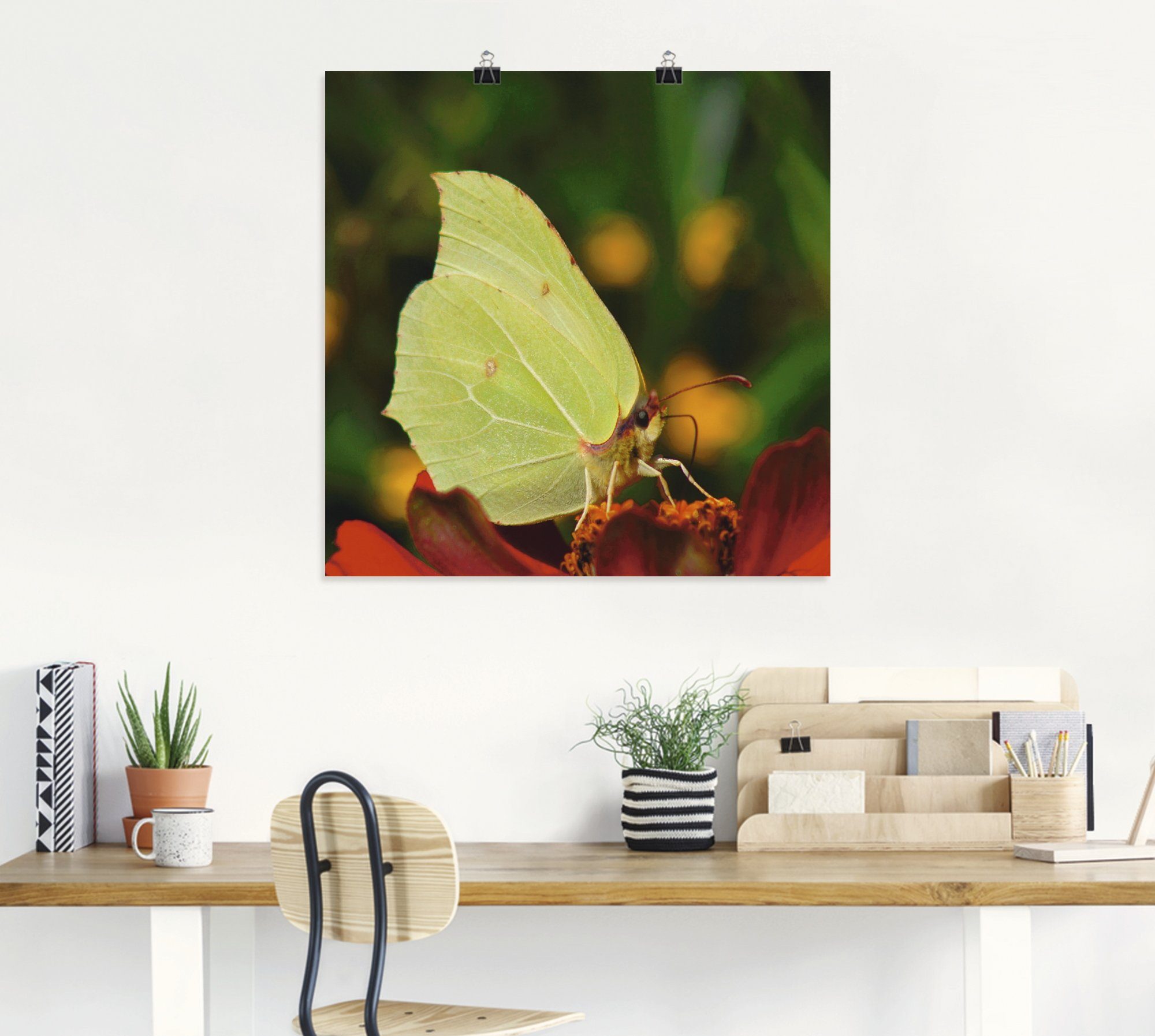 Artland Wandbild »Zitronenfalter«, Insekten (1 Stück), in vielen Größen & Produktarten - Alubild / Outdoorbild für den Außenbereich, Leinwandbild, Poster, Wandaufkleber / Wandtattoo auch für Badezimmer geeignet-HomeTrends