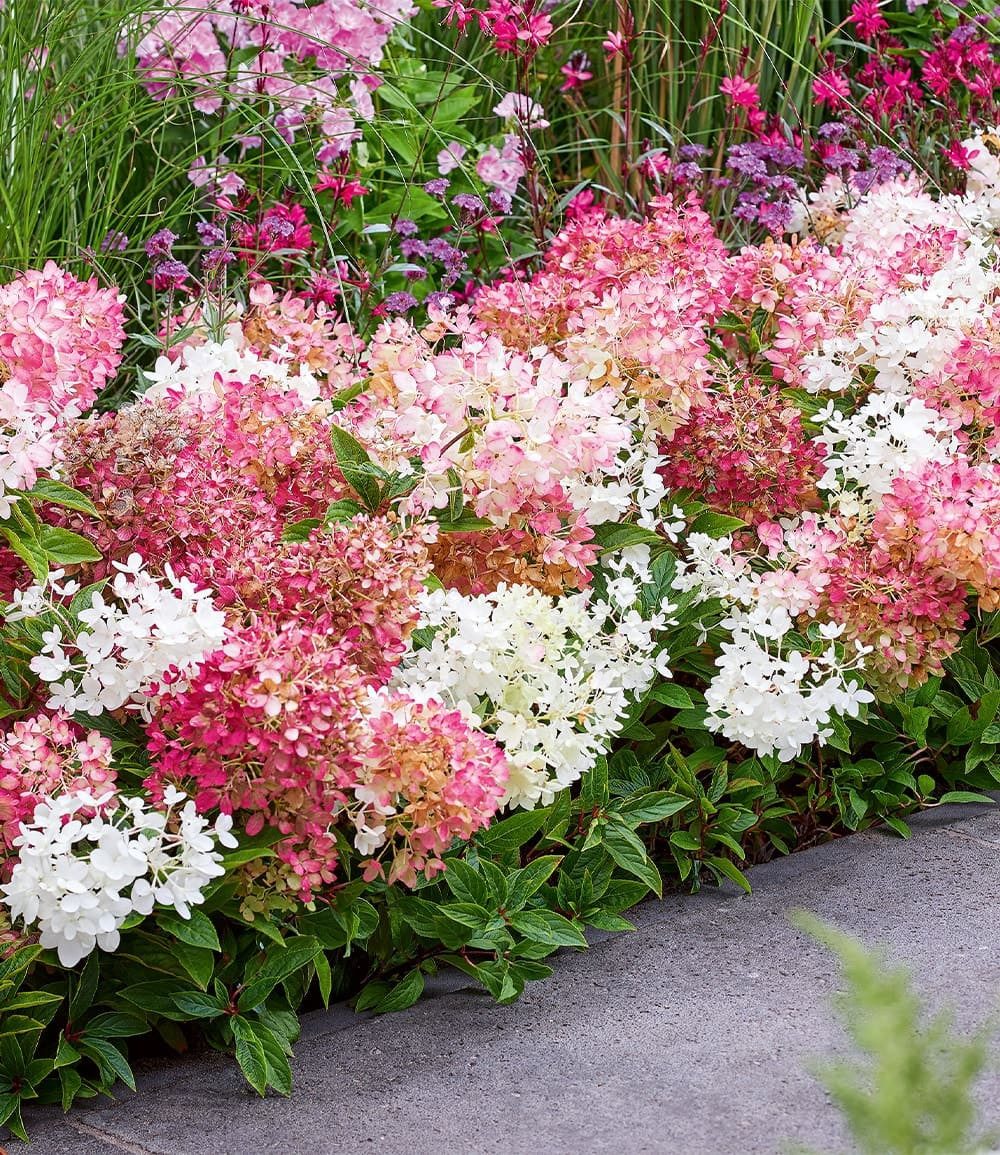 BALDUR Garten Zierstrauch Niedrige Hortensie 'Groundbreaker®', 1 St., Blütenpracht, winterhart, mehrjährig, pflegeleicht