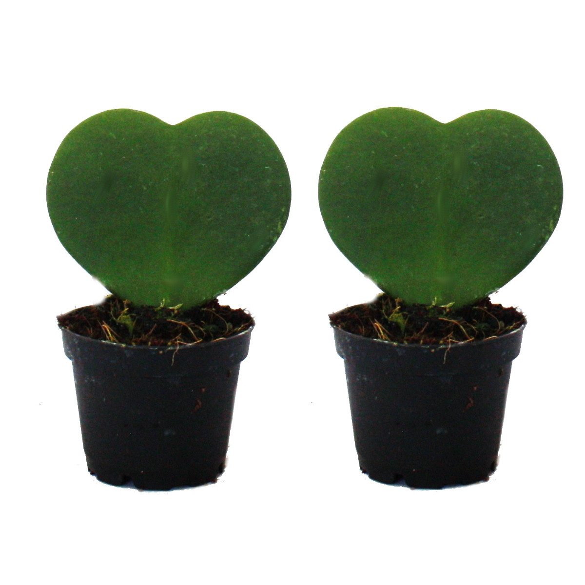 Exotenherz Kaktus Set 2 Pflanzen Hoya kerii oder Kleiner Liebling im 6cm Topf