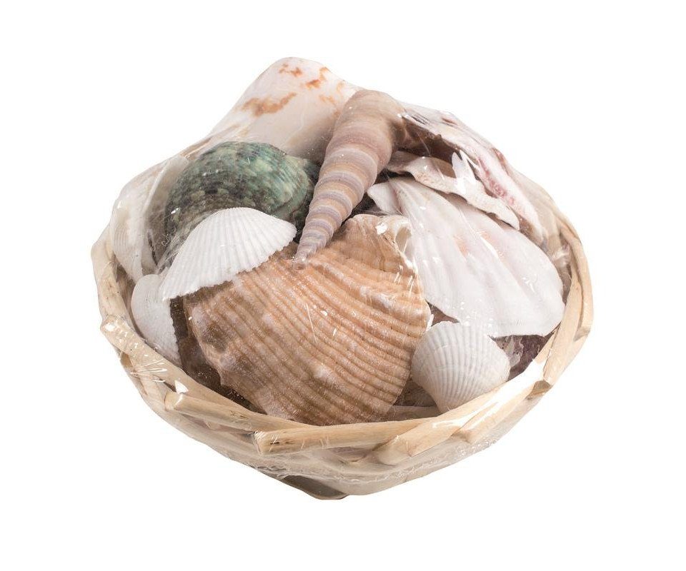 Dekofigur Glorex Muschelmix 10 cm 150 g