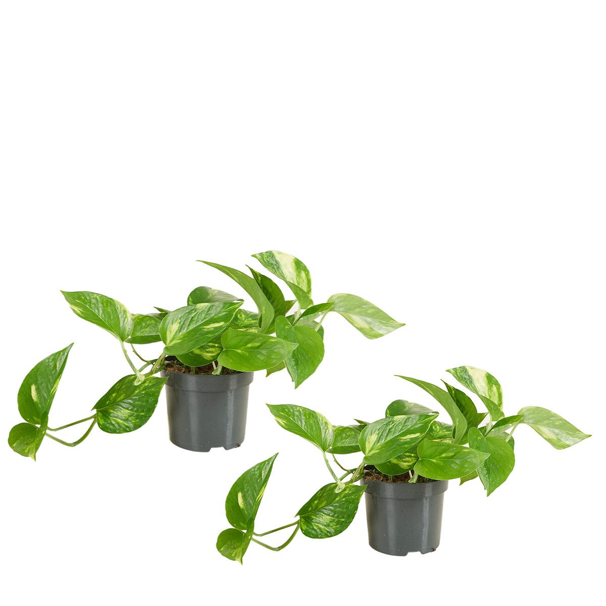 Bloomique Zimmerpflanze 2er Set - Scindapsus Aureum - Efeutute - Hängepflanze - Zimmerpflanzen, 2 St.