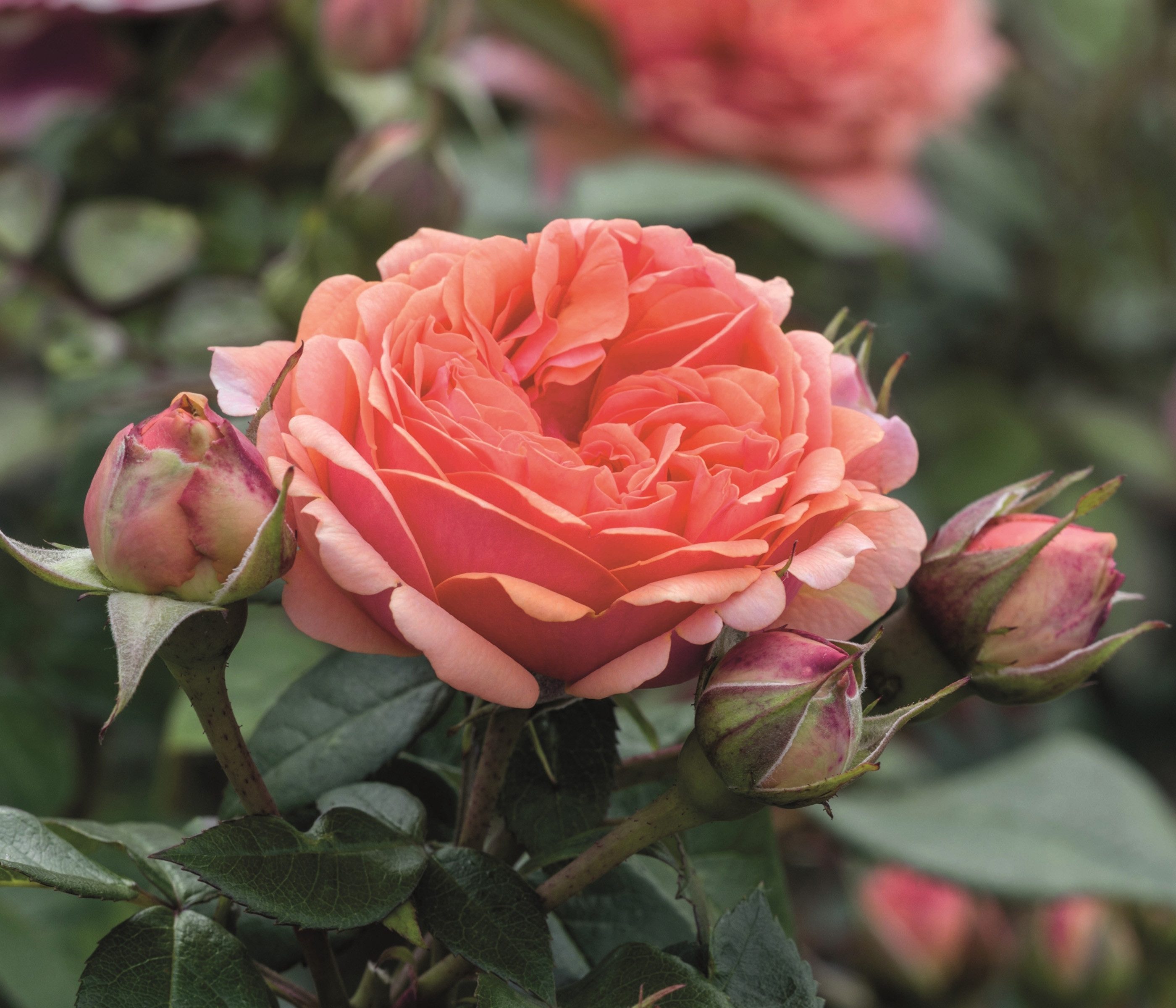 Dehner Rose Edelrose Chippendale®, apricot-rosa-orange-farbene Blüten, Züchter Tantau, mit gefüllten und duftenden Blüten