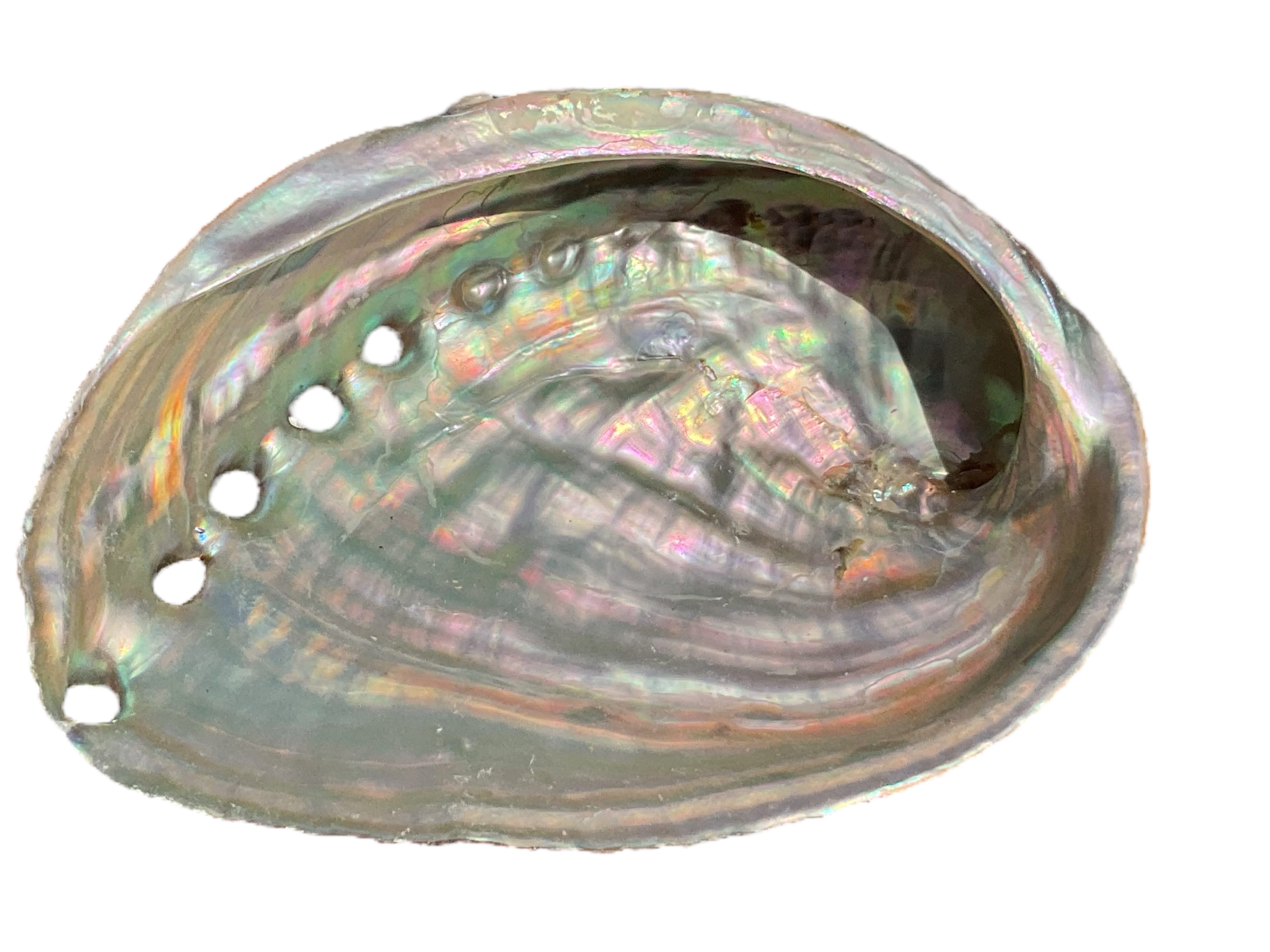 Steinfixx® Dekoschale Abalone Paua Muschel I Räucherschale I Perlmutt Meere günstig online kaufen