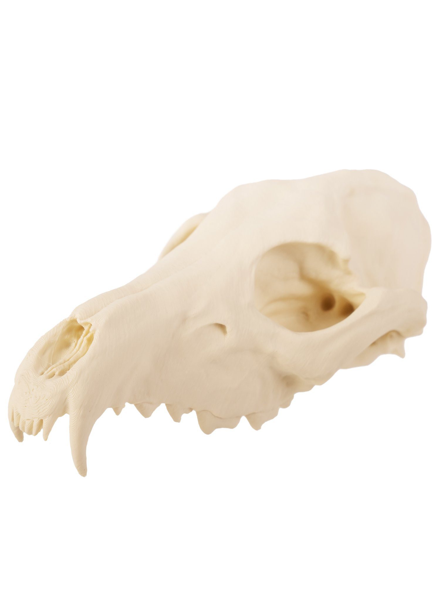 Andracor Dekoobjekt 3D-Druck Fuchsschädel - 16 cm - Halloween Skelett, Halloween Skelett