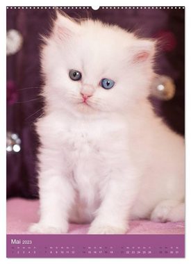 CALVENDO Wandkalender Britisch Langhaar Katzen (Premium, hochwertiger DIN A2 Wandkalender 2023, Kunstdruck in Hochglanz)
