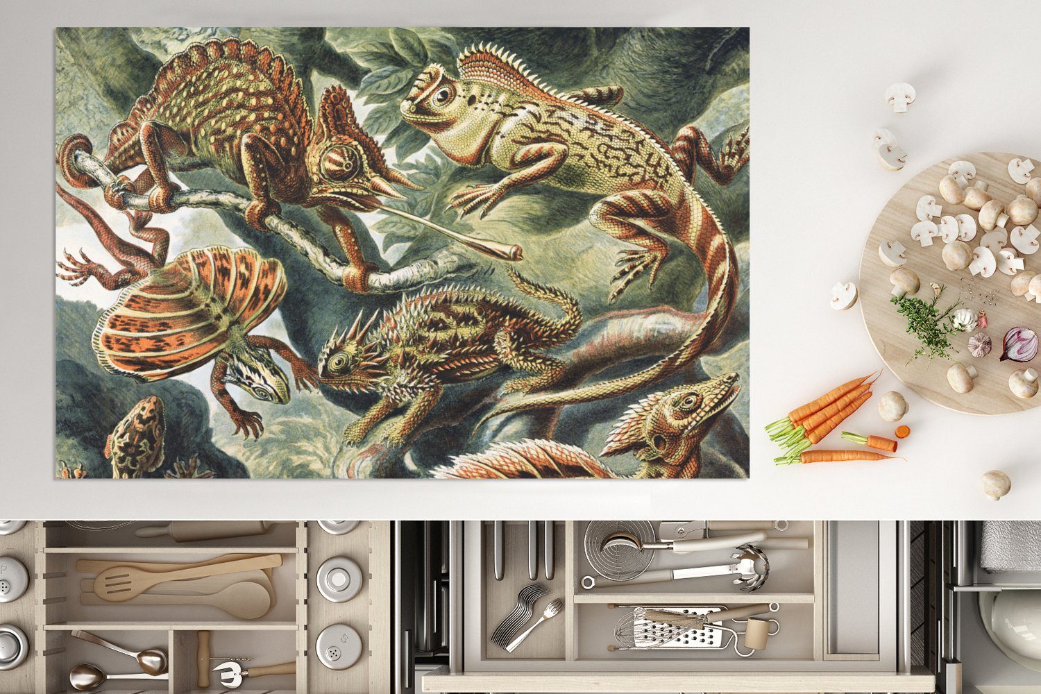 Tiere, Haeckel Ernst cm, Schutz Jahrgang 80x52 - Vinyl, tlg), Ceranfeldabdeckung Salamander Kunst die - Herdblende-/Abdeckplatte (1 küche, - - für Induktionskochfeld MuchoWow
