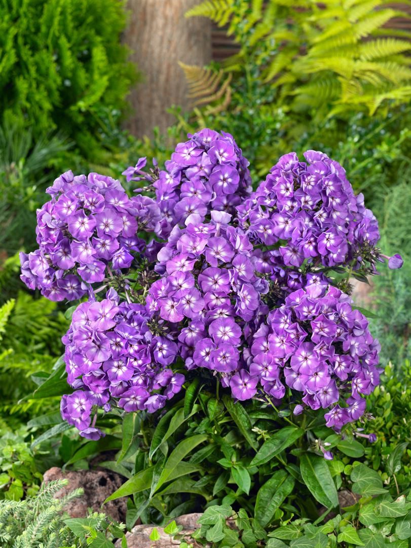 Pflanzen für Dich Staude Phlox pan. Purple Kiss, 1 St., Hoher Stauden-Phlox, Flammenblume