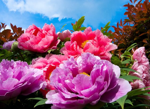 Papermoon Fototapete »TropicalPeonies«, glatt-Otto