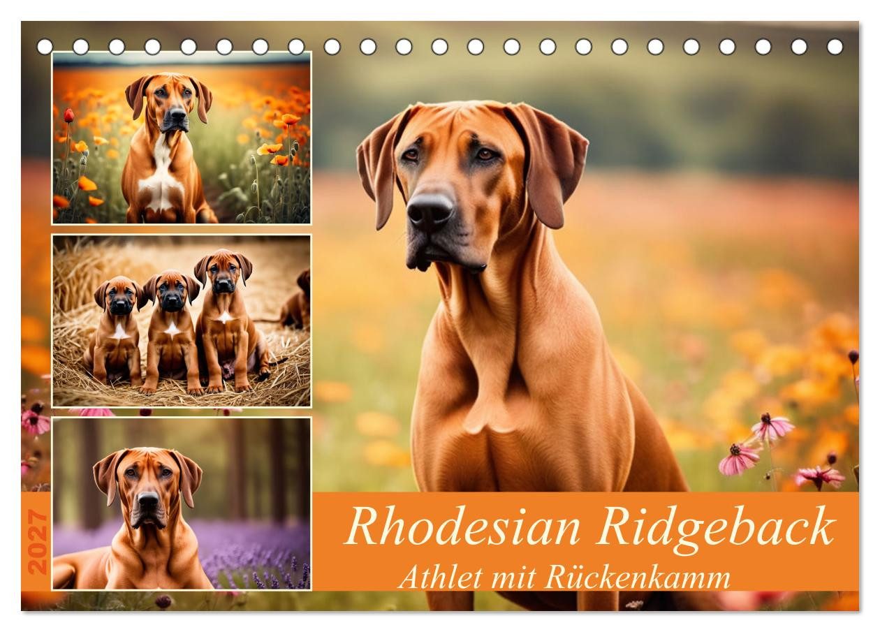 CALVENDO Wandkalender Rhodesian Ridgeback - Athlet mit Rückenkamm (Tischkalender 2027 DIN A5