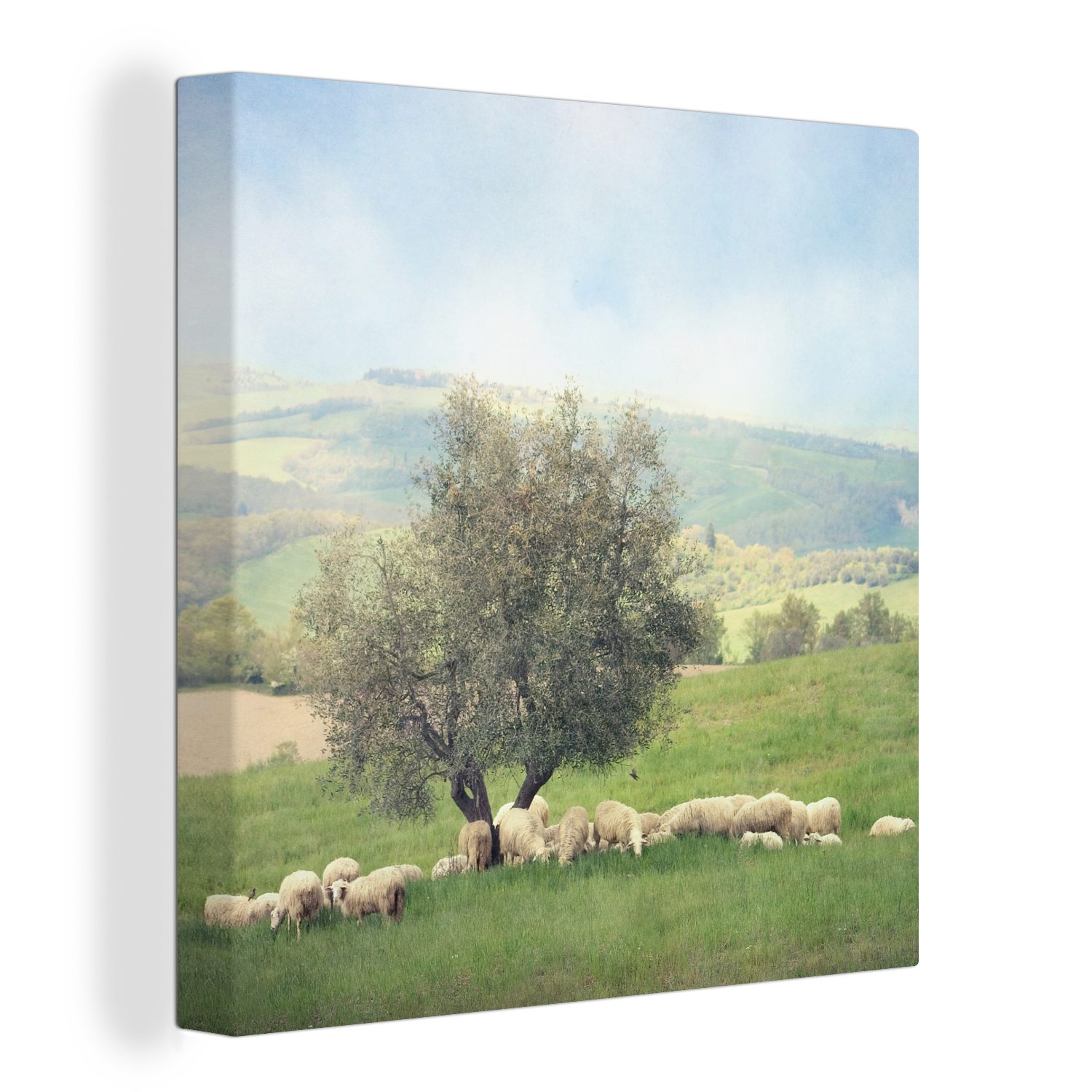 OneMillionCanvasses® Leinwandbild Eine Gruppe von Schafen in der Nähe eines Olivenbaums, (1 St), Leinwand Bilder für Wohnzimmer Schlafzimmer