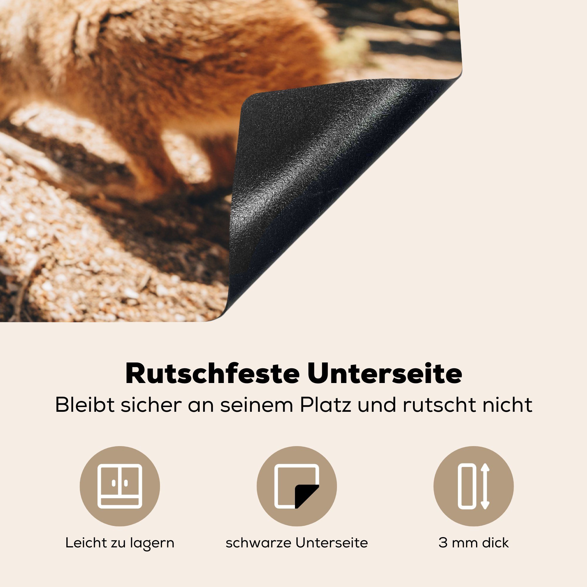 81x52 Herdblende-/Abdeckplatte küche, in für Quokkas Vinyl, Ceranfeldabdeckung Australien, die Induktionskochfeld Schutz tlg), MuchoWow (1 cm,