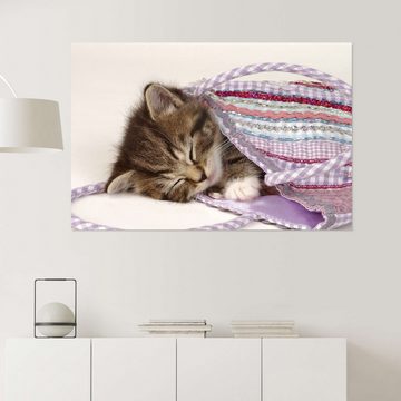 Posterlounge Wandfolie Greg Cuddiford, Schlafende Katze im Beutel, Fotografie