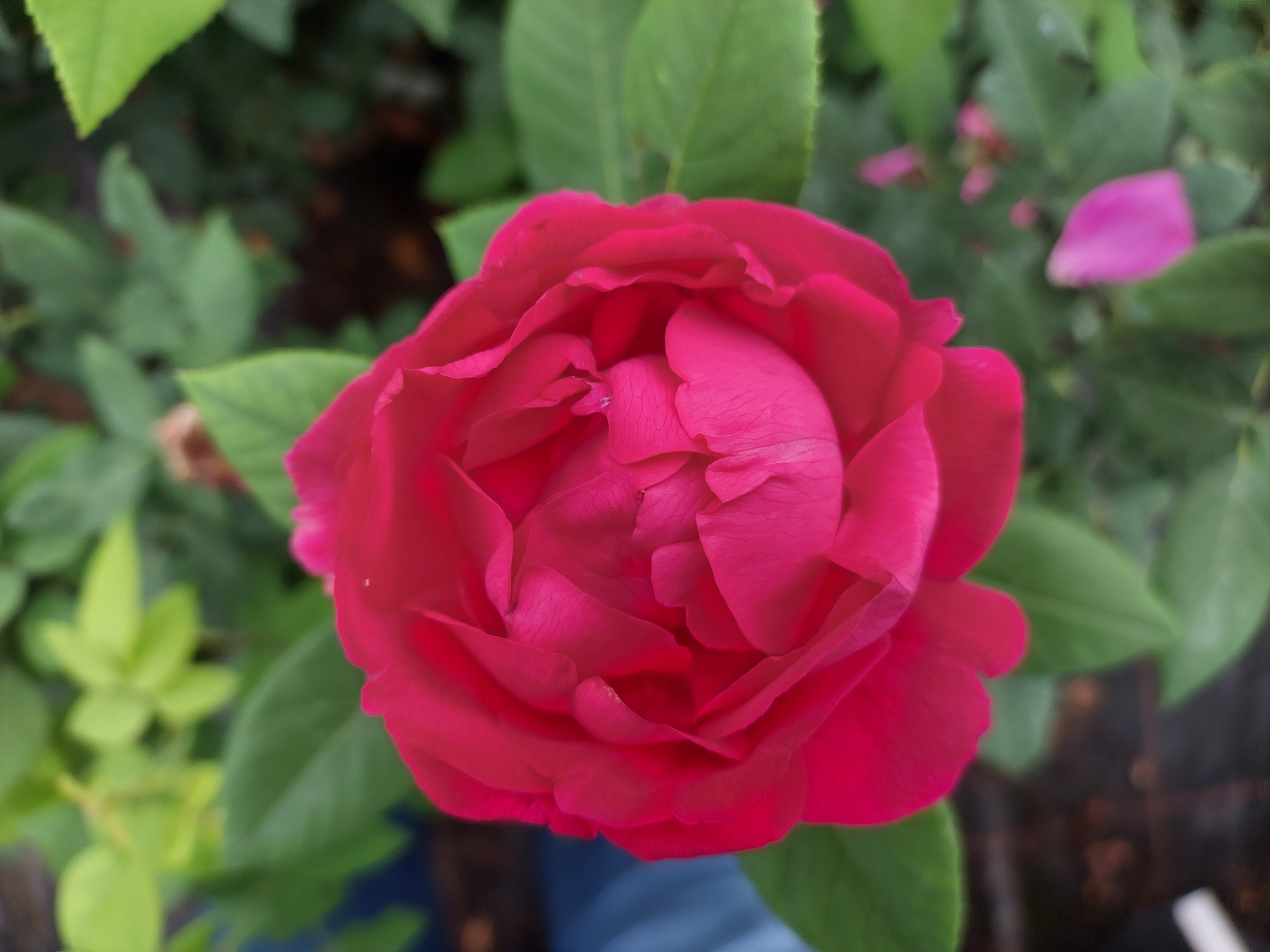 Baumschule Gold Rose Rose * Ulrich Brunner Fils * Rarität im Topf gewachsen