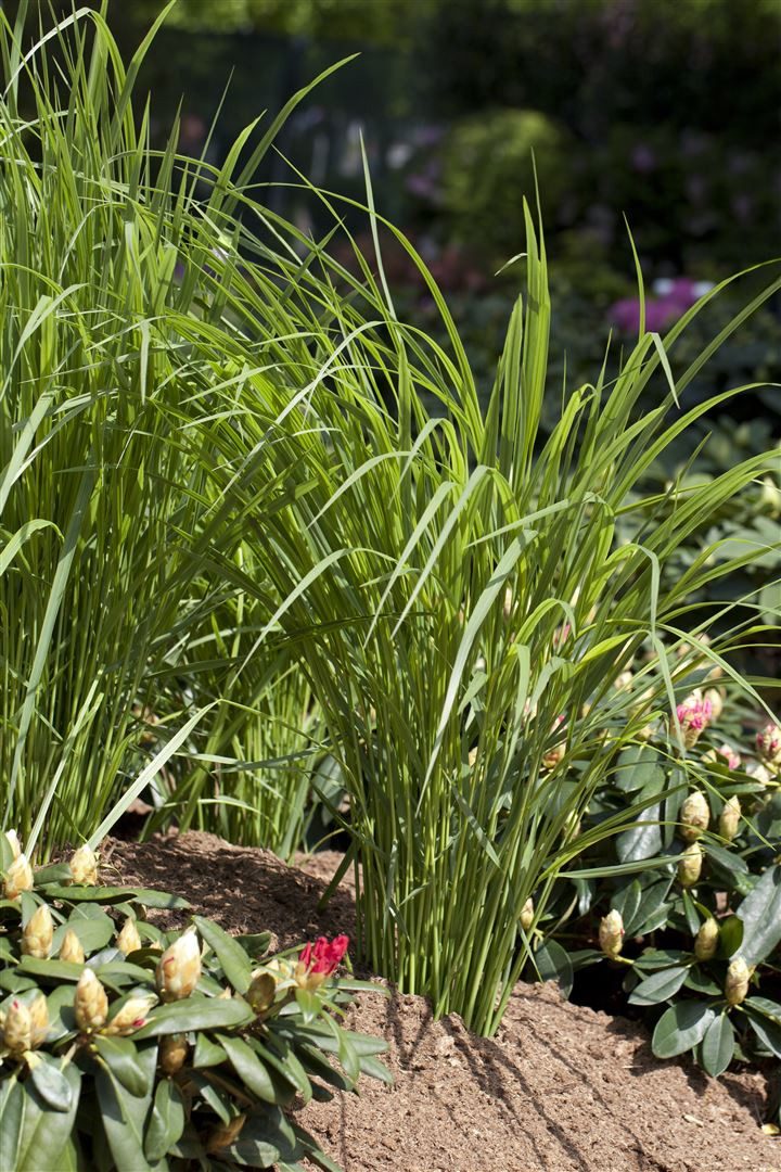Pflanzen für Dich Gräser Panicum virg. Northwind, 1 St., Rutenhirse, aufrecht, winterhart