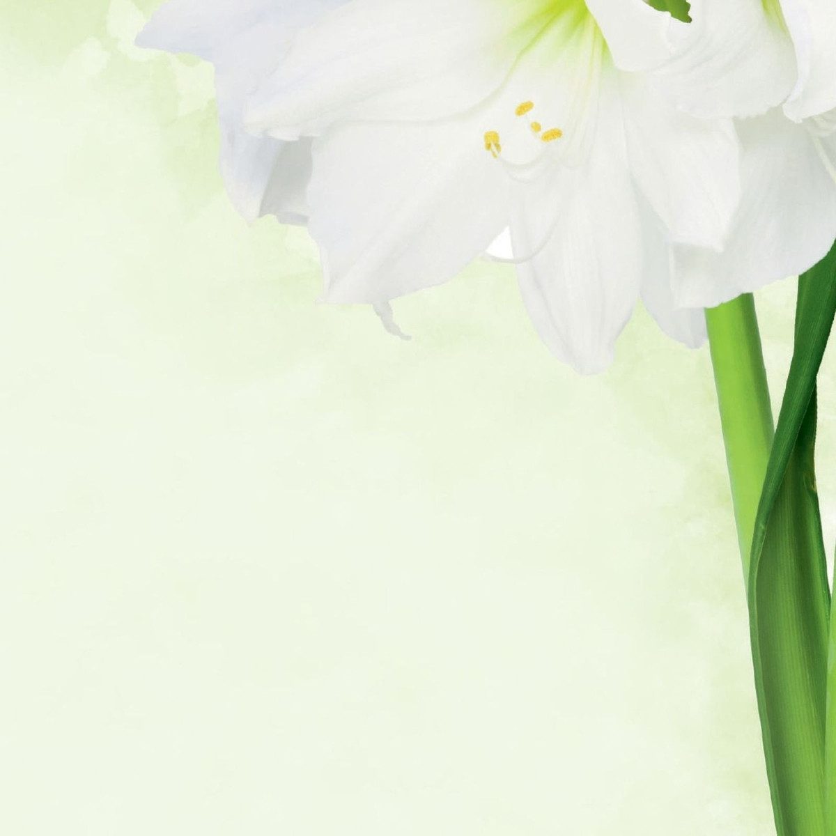 Sigel Designpapier Motiv-Papier A4 90g Green Flower VE=25 Blatt