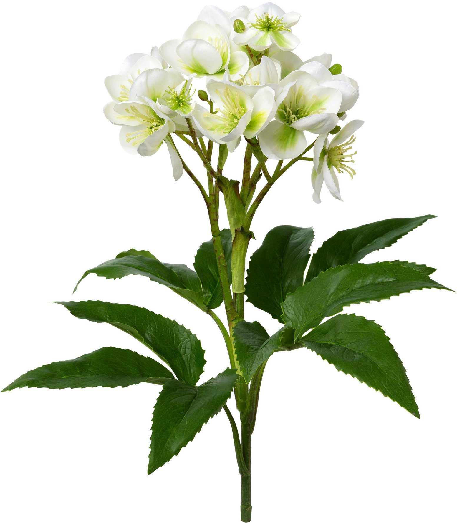 Winterliche Kunstpflanze Weihnachtsdeko Christrose, Creativ green, Höhe 60 günstig online kaufen