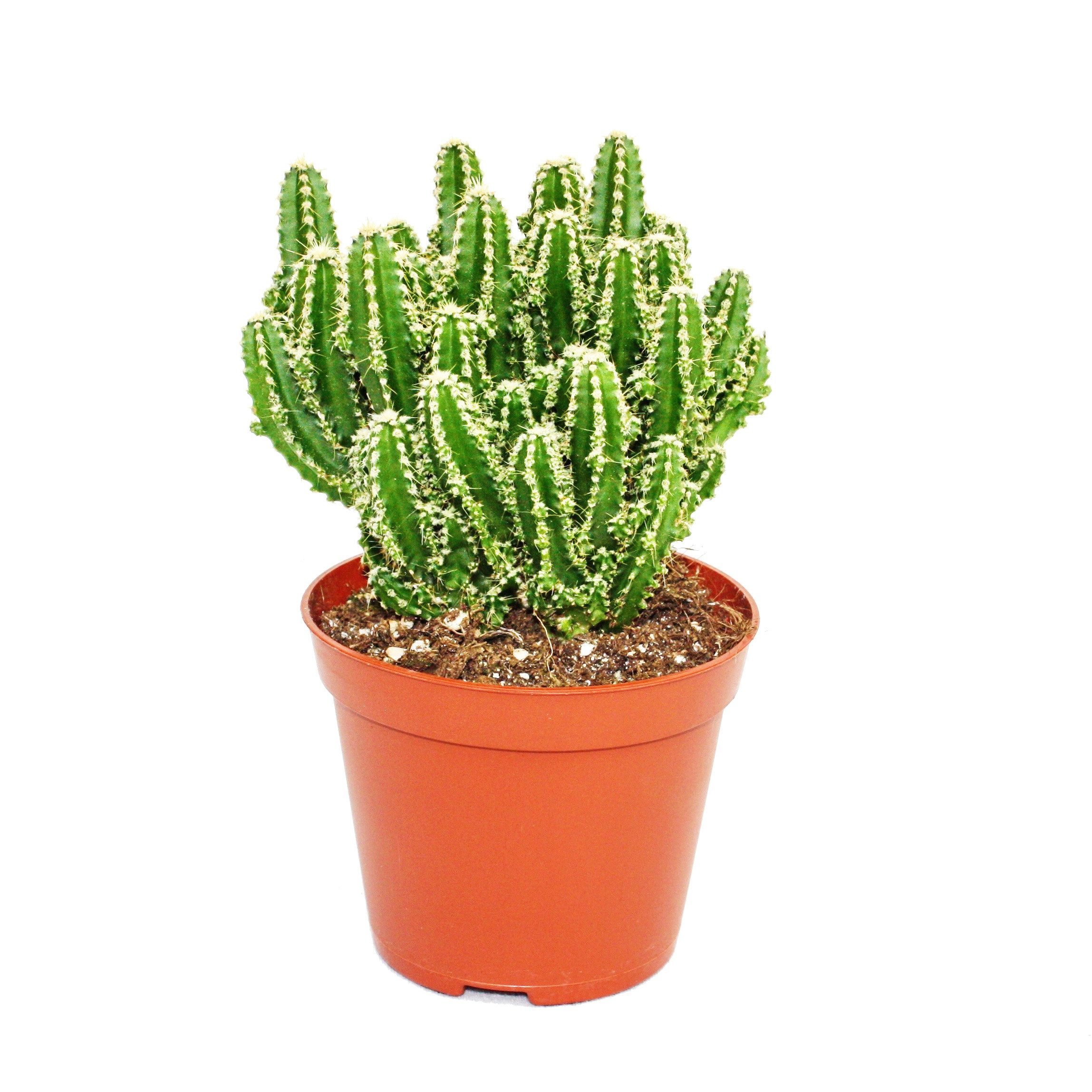 Kaktus Cereus floridianus - Grünfinger - im 5,5cm Topf