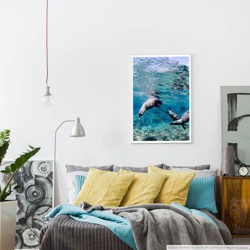 Sinus Art Poster Tierfotografie  Kalifornische Seelöwen unter Wasser 60x90cm Poster