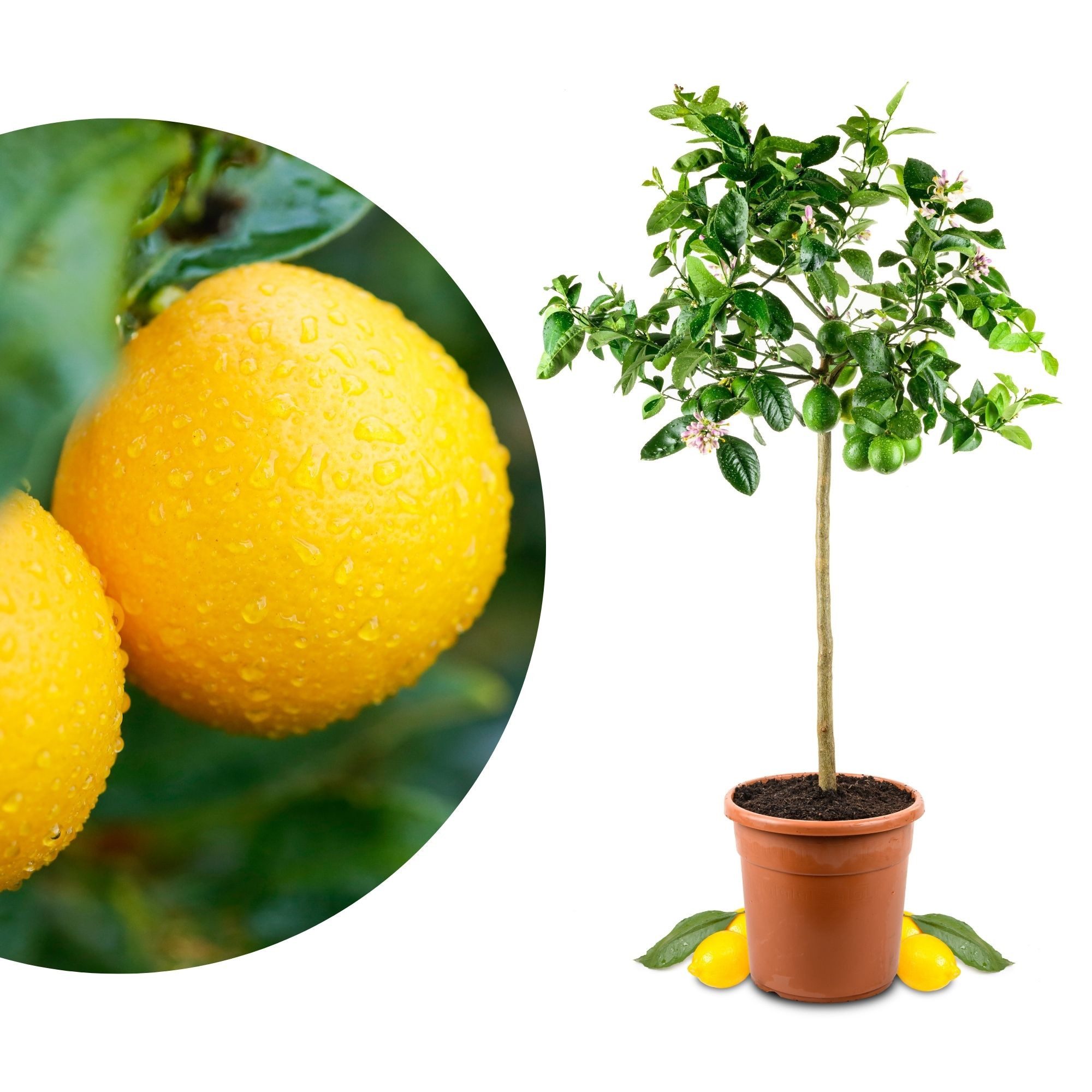 Meine Orangerie Zitronenbaum Meyer - Citrus Limon 'meyeri', echte Meyer Zitrone, professionell veredelter und fruchtreifer Zitrusbaum