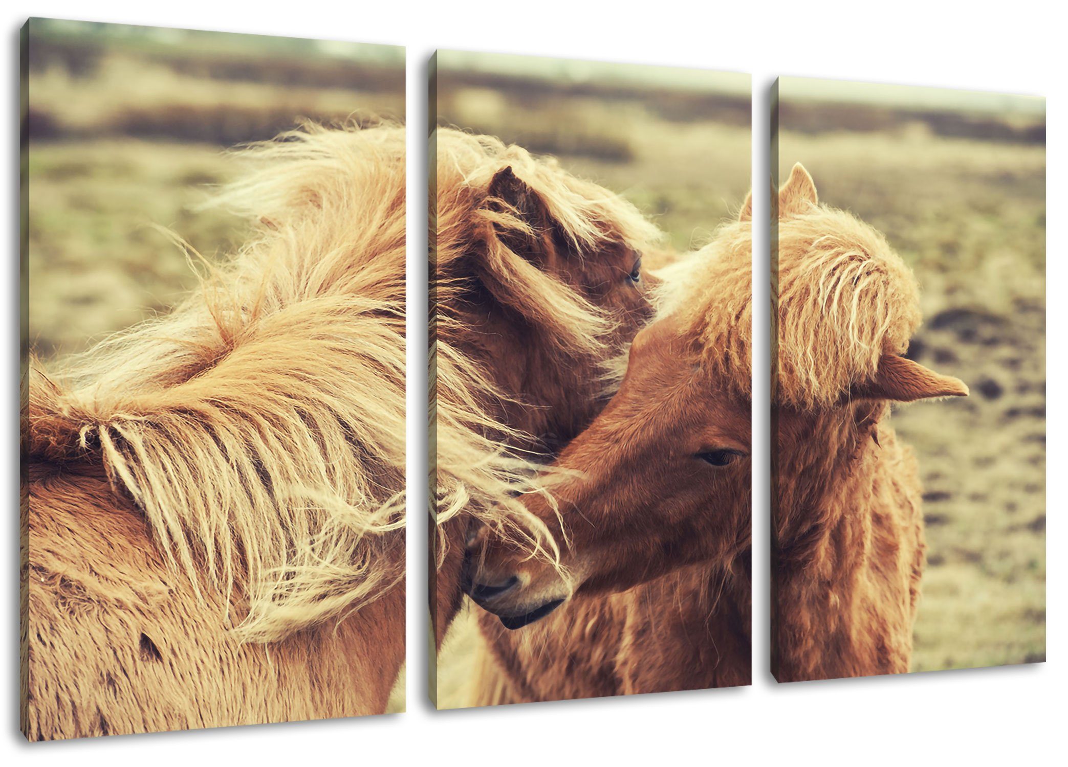Pixxprint Leinwandbild Islandpferde St), Pony, 3Teiler bespannt, inkl. Islandpferde Leinwandbild (1 Pony Zackenaufhänger fertig (120x80cm)