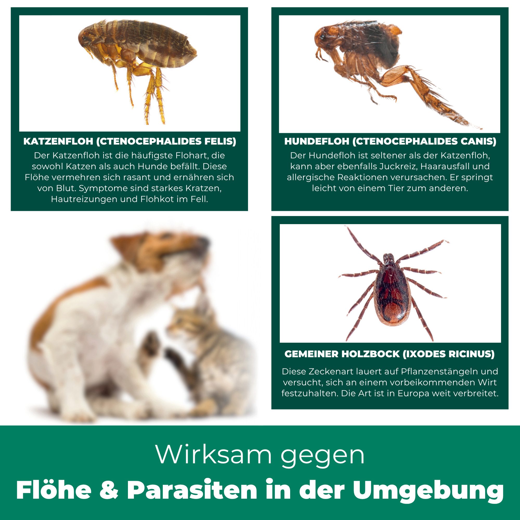 Silberkraft Insektenspray Flohspray Textil & Umgebung 500 ml inkl. E-Book, Als Umgebungsspray: gezielte Anwendung für eine flohfreie Umgebung, 1-St., Inklusive  – Bild 4 von 5