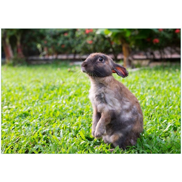 Wallario Vliestapete Kaninchen im Garten mit süßem Blick Seidenmatte Oberfläche hochwertiger Digitaldruck in verschiedenen Größen erhältlich