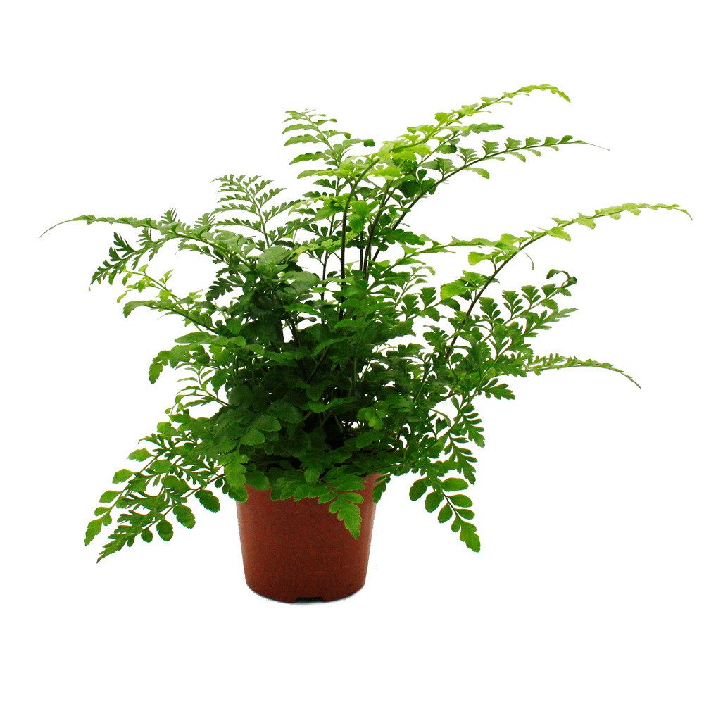 Exotenherz Zimmerpflanze Asplenium Farn-Sorten fürs Zimmer Nestfarn 12cm To günstig online kaufen