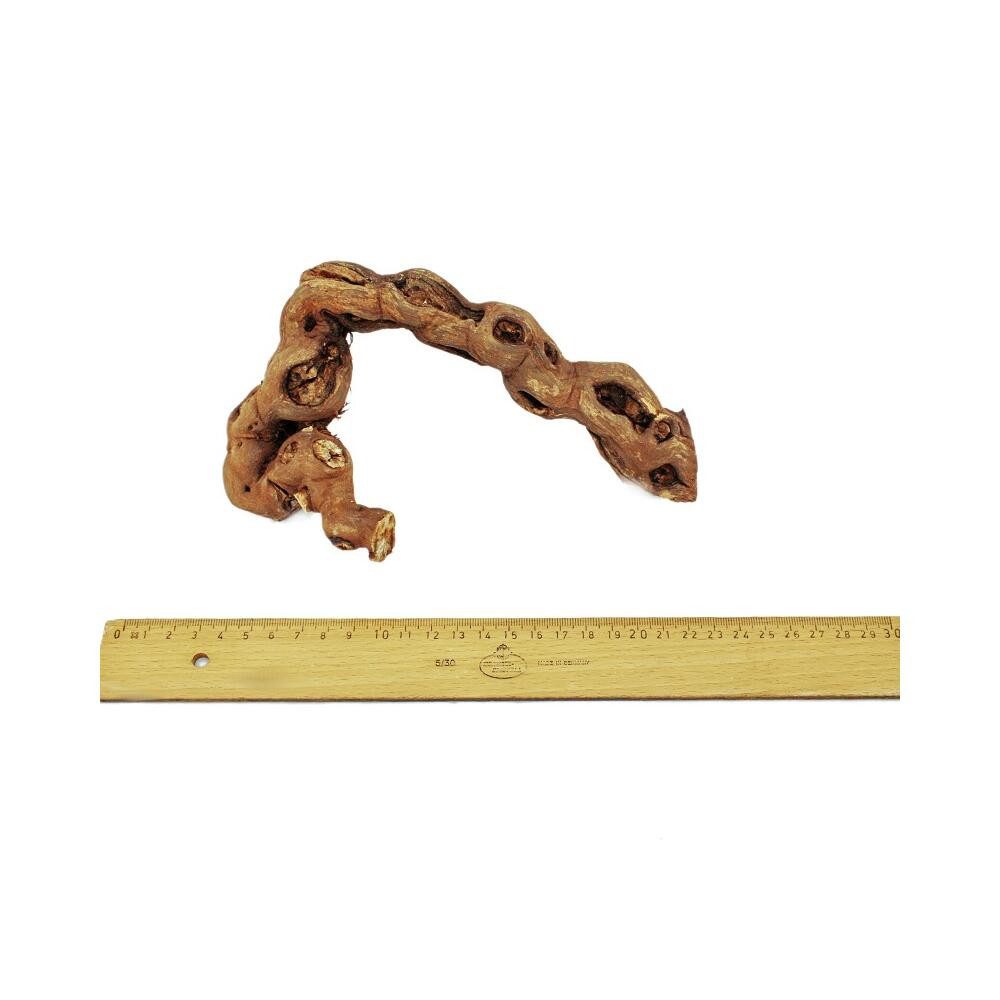 Exotenherz Zimmerpflanze Rebholz 18-20 cm günstig online kaufen