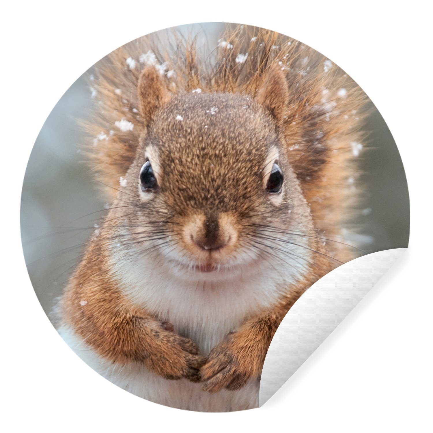 MuchoWow Wandsticker Eichhörnchen - Nagetier - Schneeflocke - Winter (1 St), Tapetenkreis für Kinderzimmer, Tapetenaufkleber, Rund, Wohnzimmer | Wandtattoos