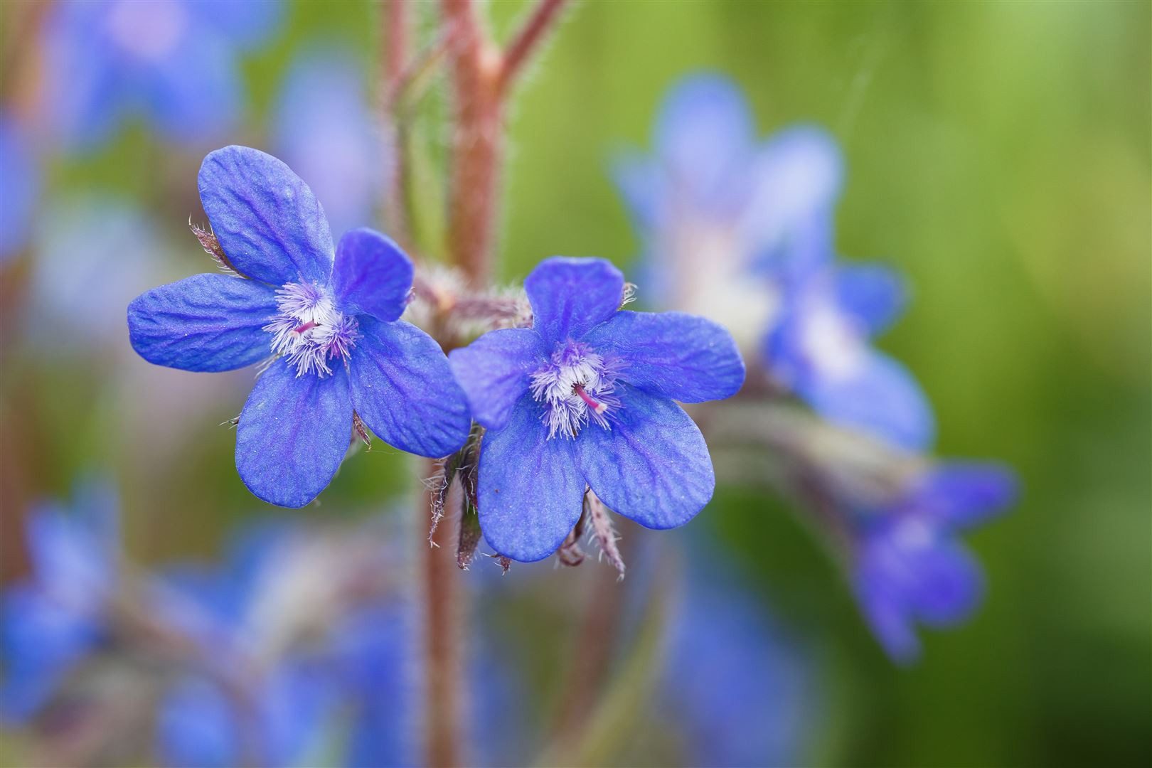 Pflanzen für Dich Staude Anchusa azurea, 1 St., Große Ochsenzunge, Italienische Ochsenzunge
