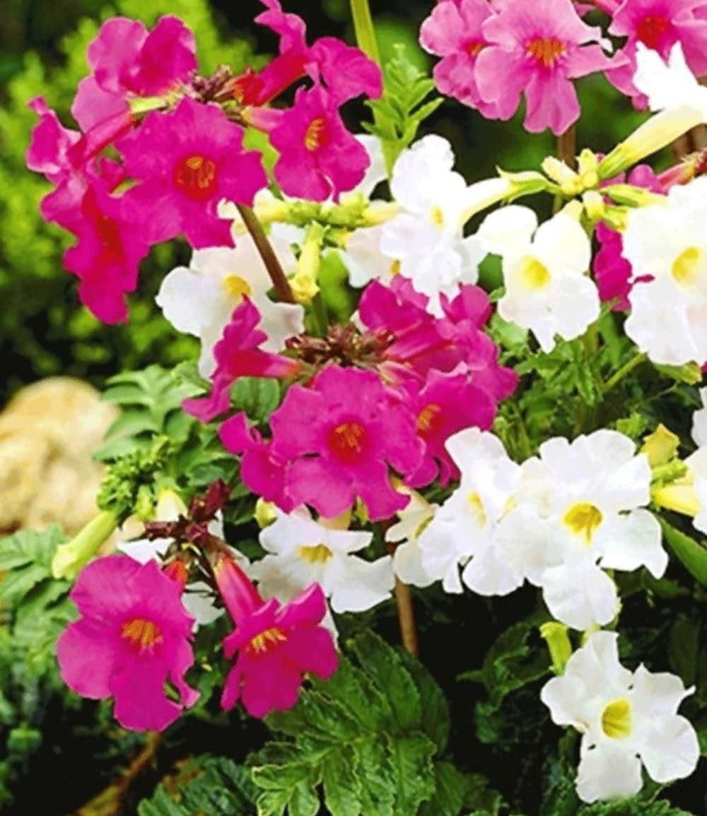 BALDUR Garten Staude Incarvillea' Blüten-Mix, 3 St., Freilandgloxinie,winterhart, mehrjährig – Bild 2 von 2