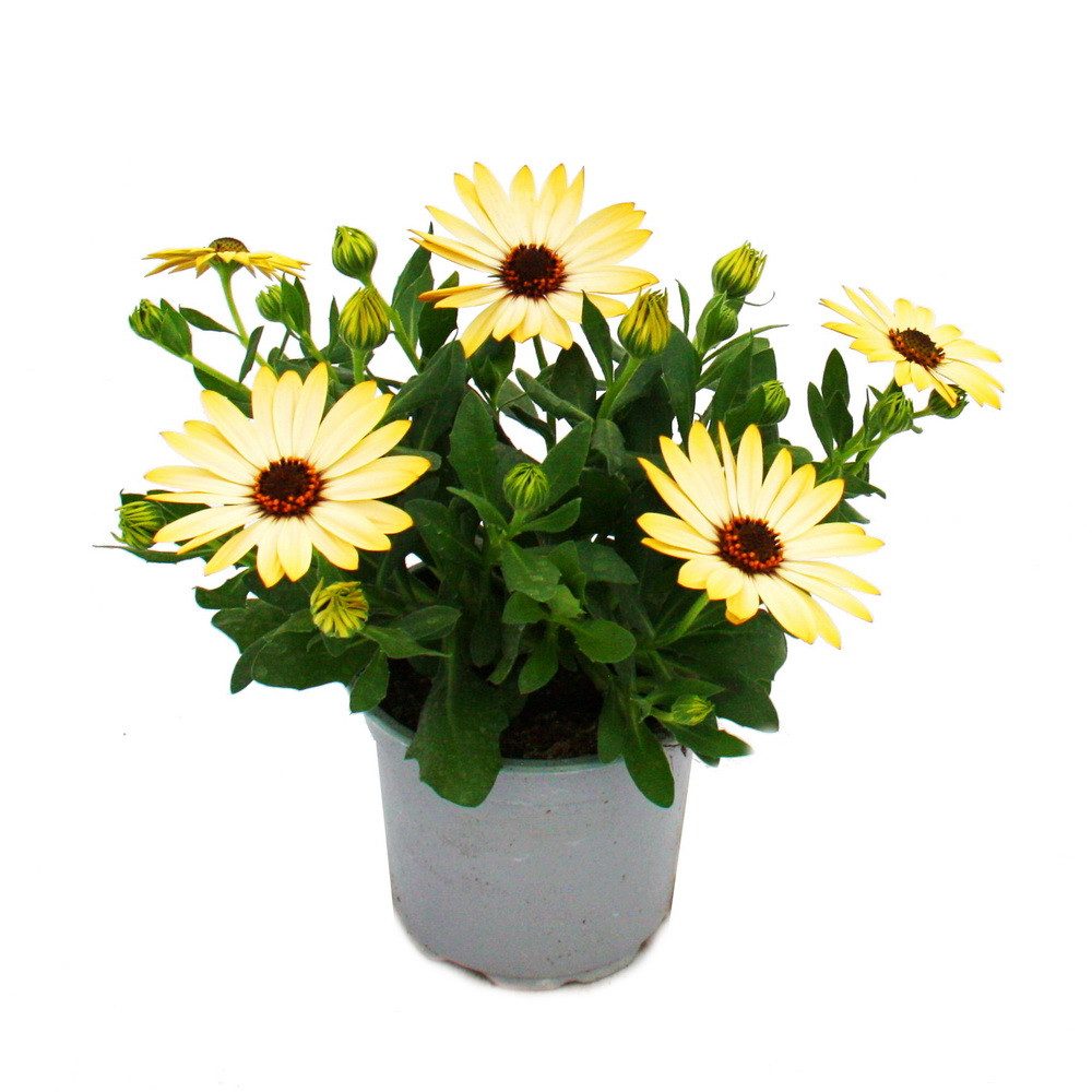 Exotenherz Beetpflanze Kapkörbchen Osteospermum ecklonis ver. Farben 11cm Topf 3 Pflanzen