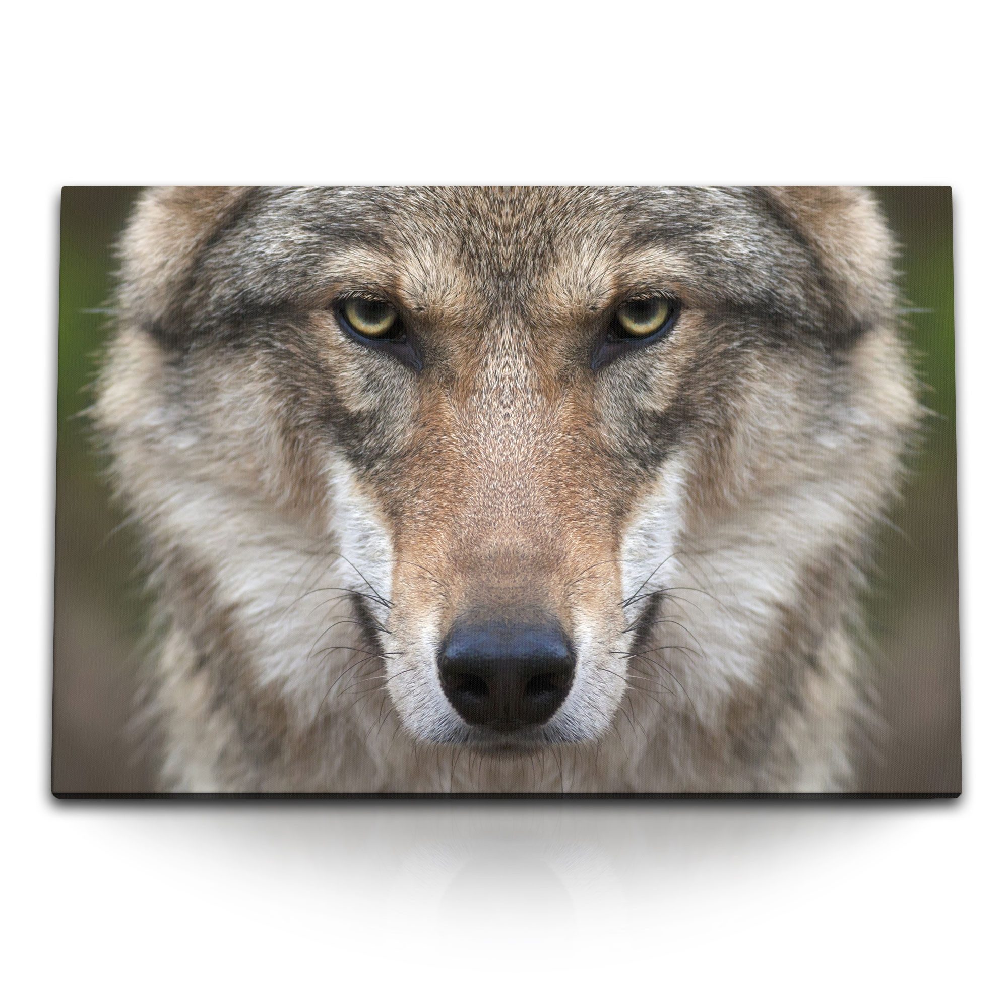 Sinus Art Leinwandbild 120x80cm Wandbild auf Leinwand Grauer Wolf Tierfotografie Porträt Raub, (1 St)
