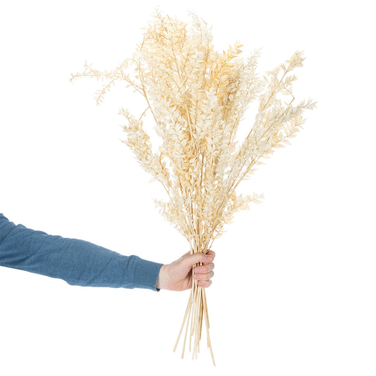 Trockenblume Eleganter Ruscus Dekozweig für Trockenfloristik und Wohnakzente, Florists Products, Höhe 80 cm