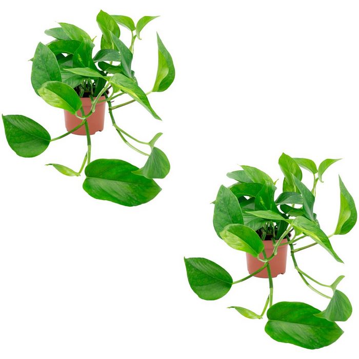 Dominik Zimmerpflanze Efeututen Höhe: 30 cm 2 Pflanzen