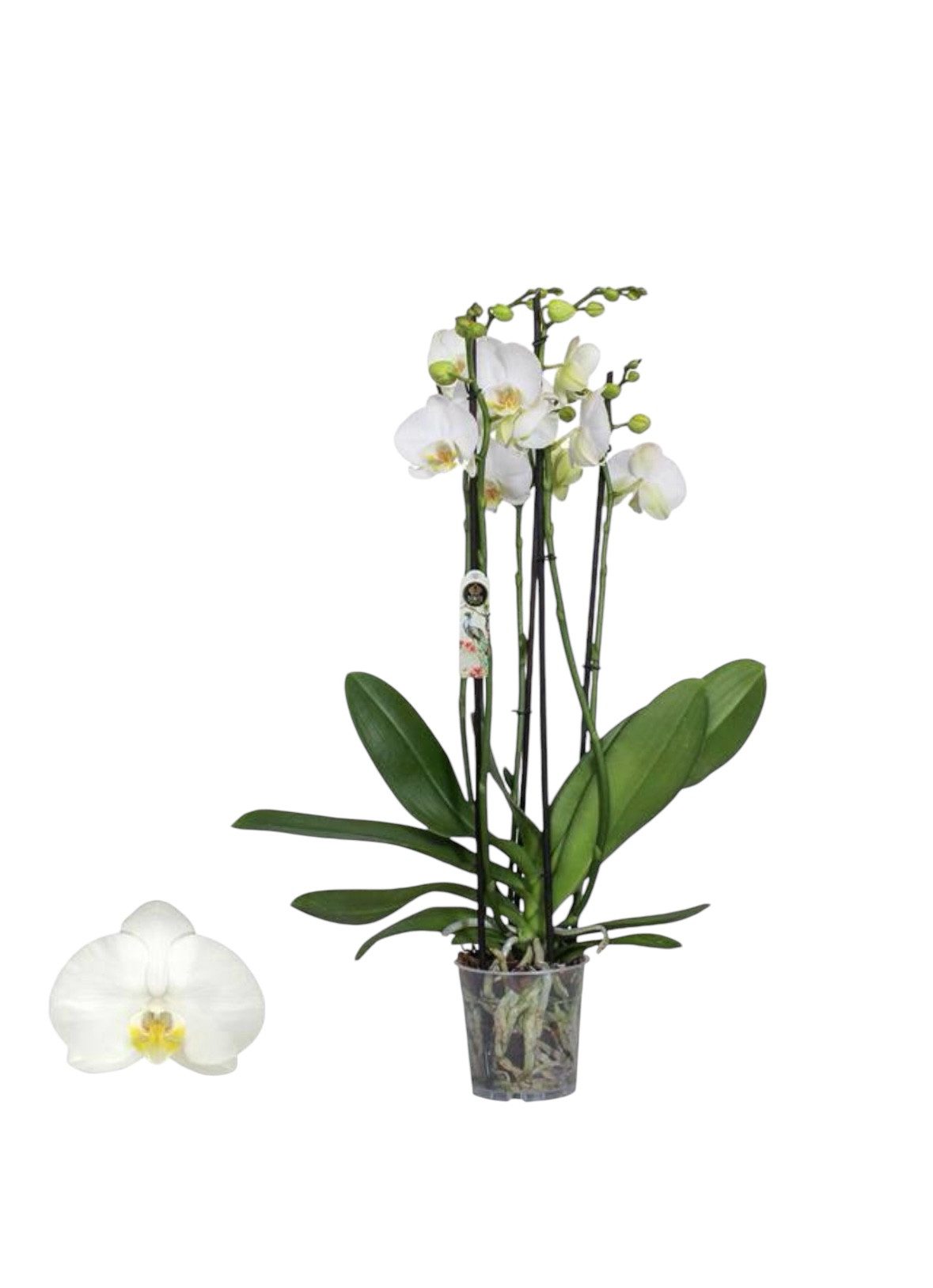 Zimmerpflanze Sehr schöne Orchidee / Phalaenopsis ohne Topf ECHT!