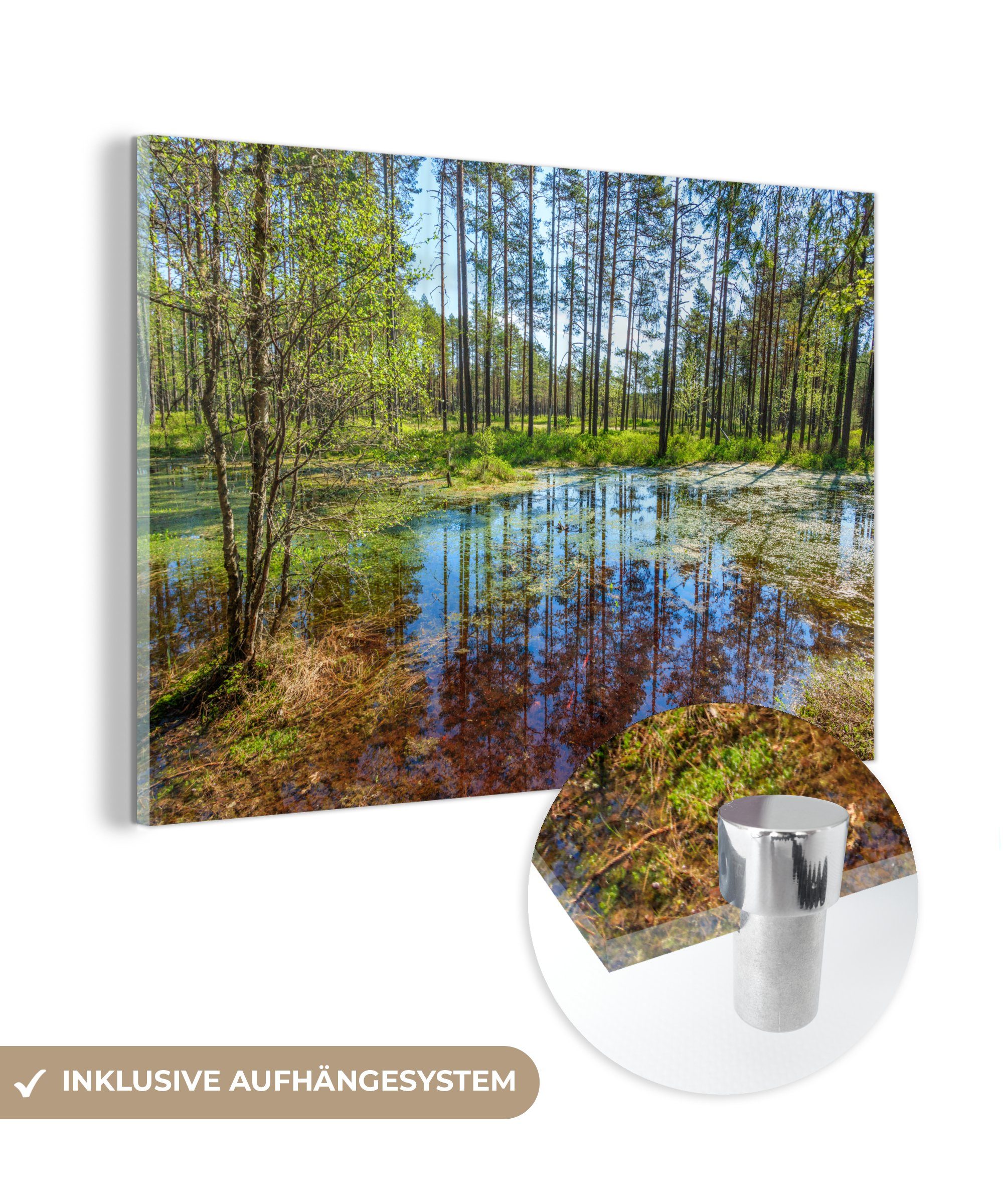 MuchoWow Acrylglasbild Grüne Bäume im Sumpfgebiet des Lahemaa-Nationalparks in Estland, (1 St), Acrylglasbilder Wohnzimmer & Schlafzimmer