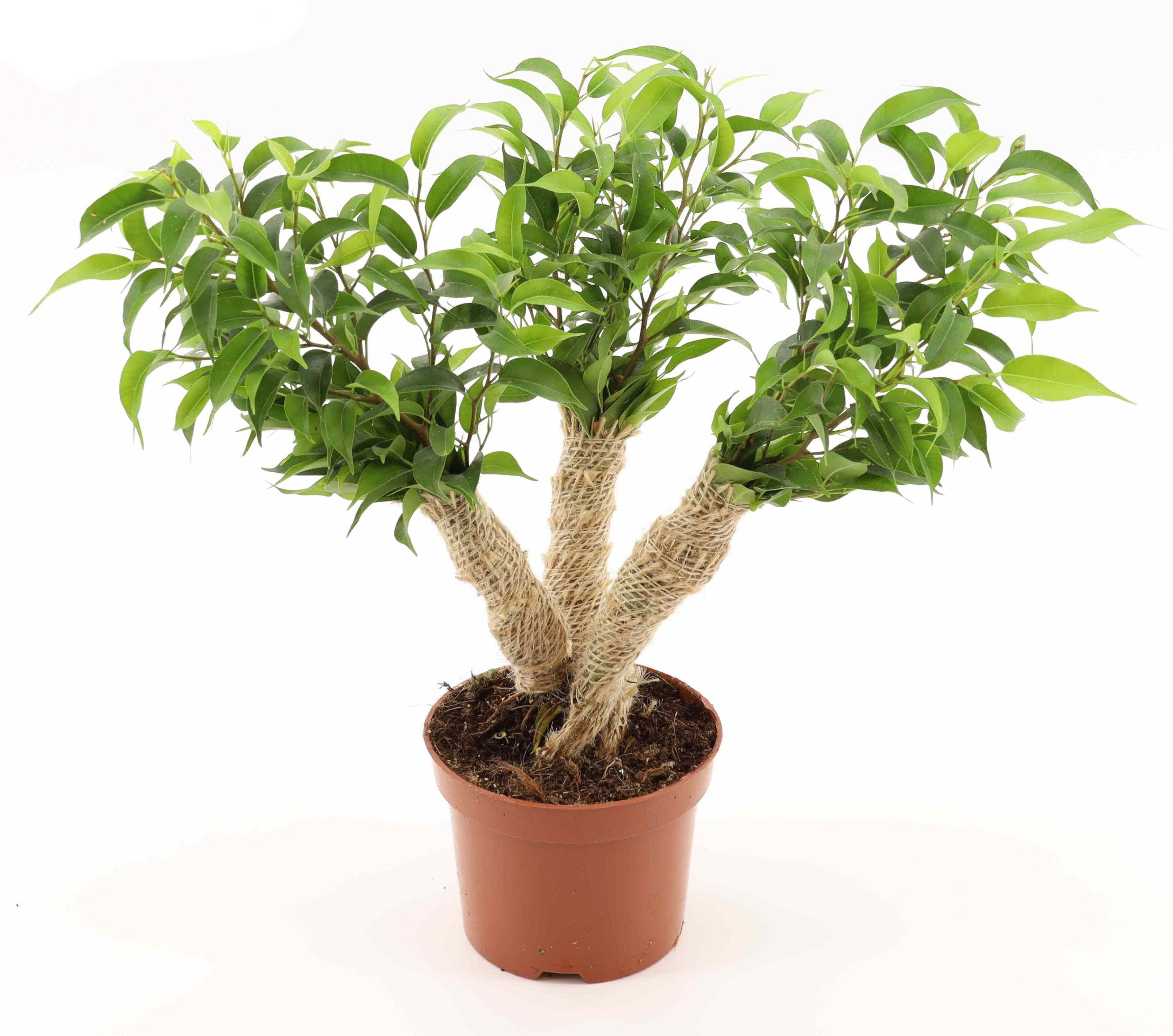 meinvipshop Zimmerpflanze Zimmerpflanze Ficus benjamina 35cm