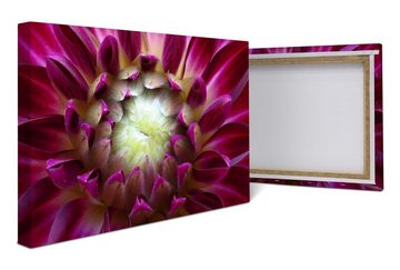 wandmotiv24 Leinwandbild Blume Blüte Aster pink, Blumen und Pflanzen (1 St), Wandbild, Wanddeko, Leinwandbilder in versch. Größen