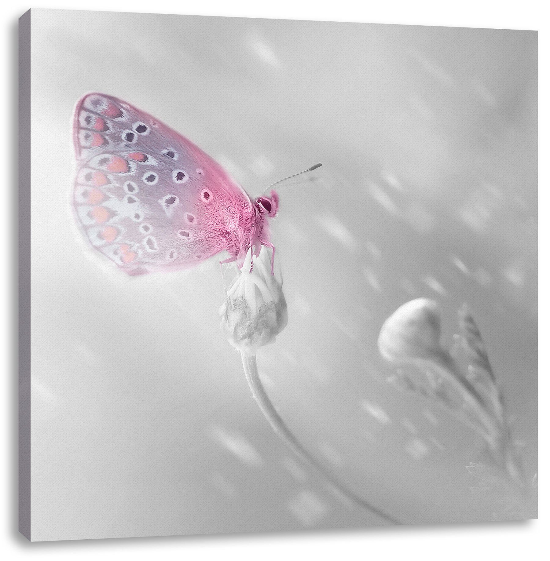 Pixxprint Leinwandbild Schmetterling auf Blütenknospen, Schmetterling auf Blütenknospen (1 St), Leinwandbild fertig bespannt, inkl. Zackenaufhänger