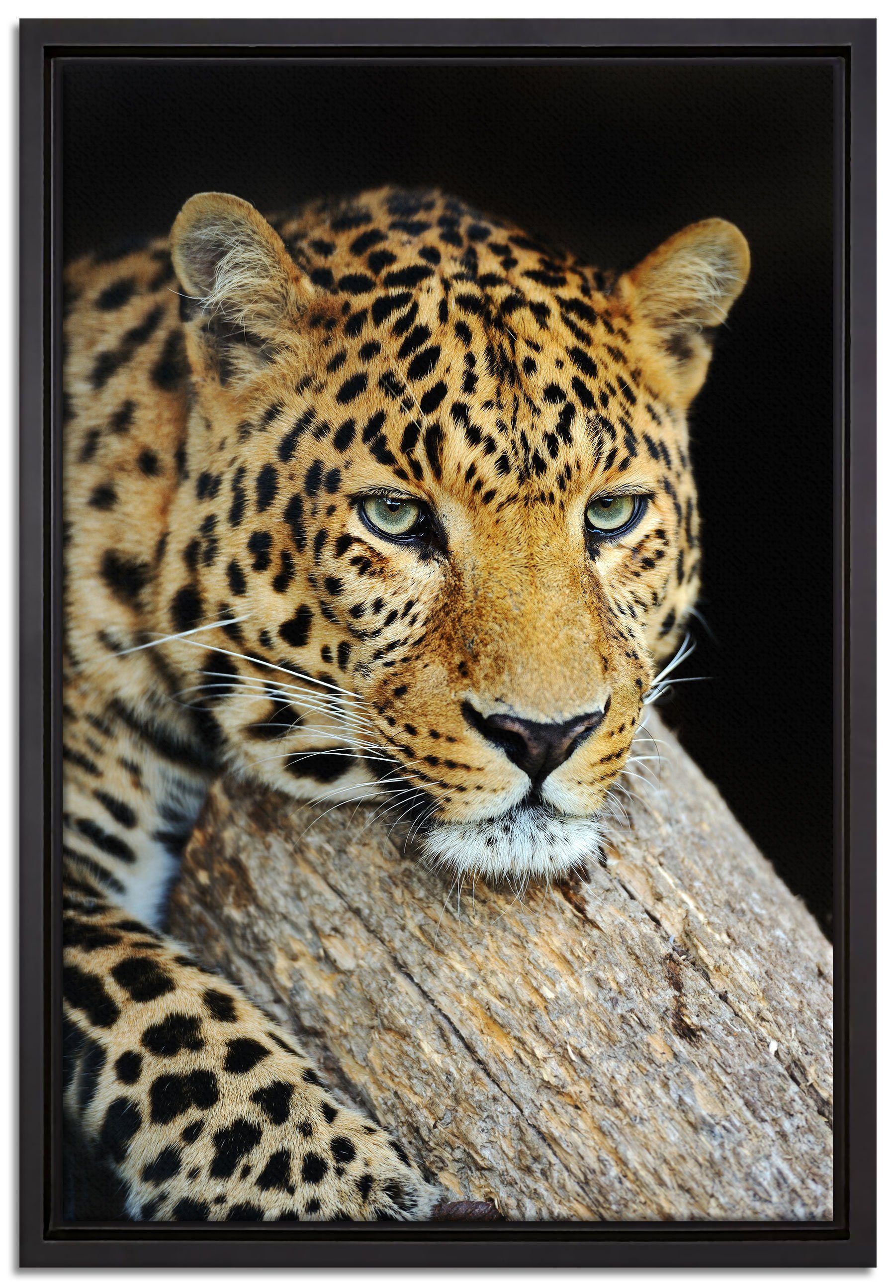 Pixxprint Leinwandbild Ruhiger Leopard, Wanddekoration (1 St), Leinwandbild fertig bespannt, in einem Schattenfugen-Bilderrahmen gefasst, inkl. Zackenaufhänger