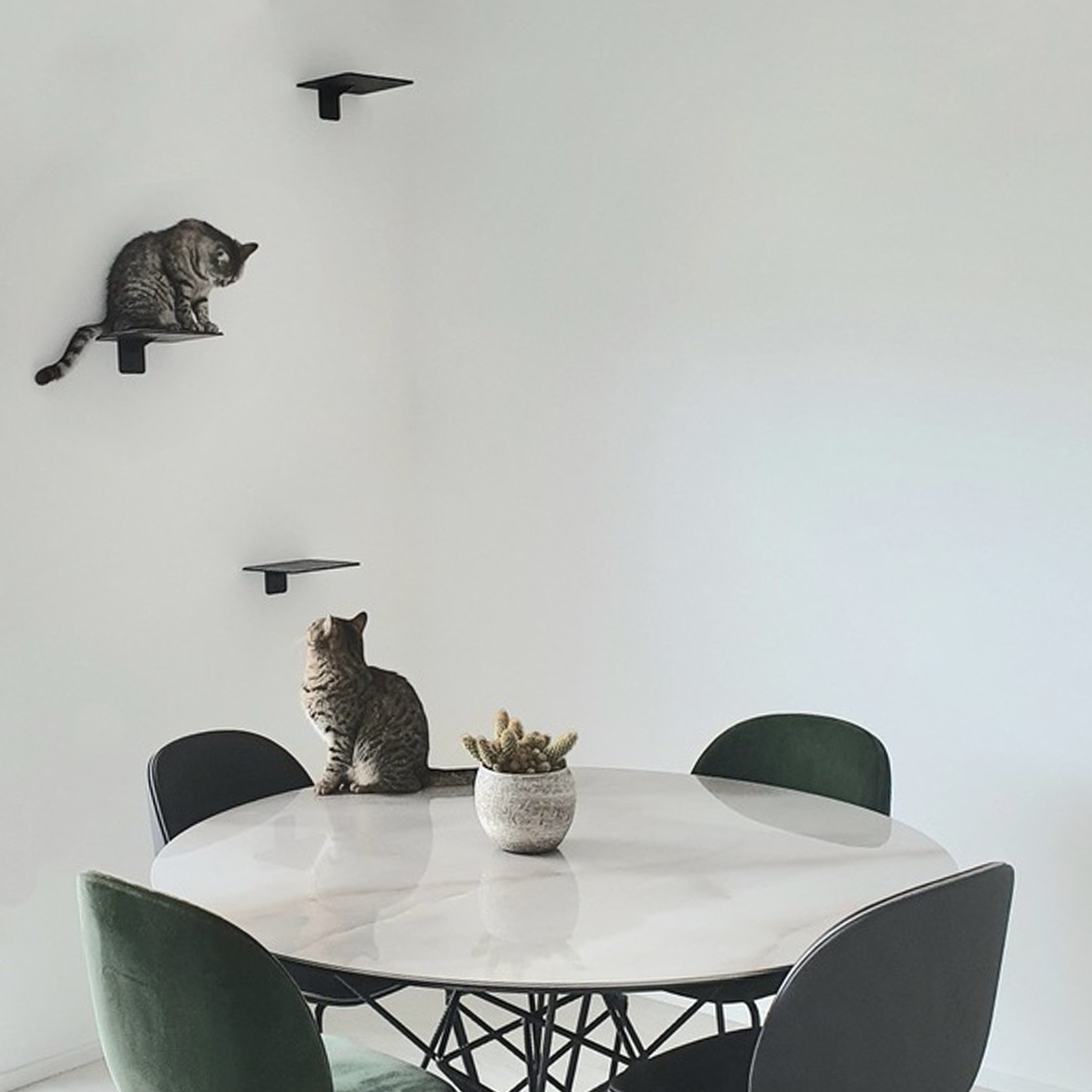 Natural Goods Berlin Katzen-Kletterwand Wall STAIR, Wandhalterung, Wandstufe, Regal, Hängeleiter, 20 x 20cm, mit Kork