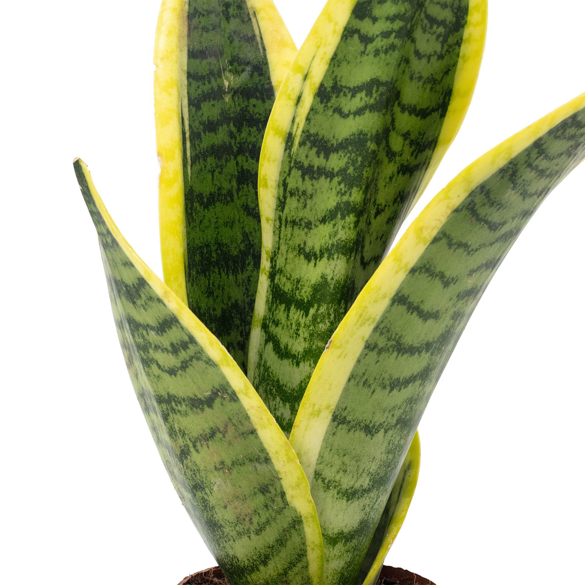 Flowerbox Zimmerpflanze Bogenhanf - Sansevieria trifasciata, pflegeleicht - Höhe ca. 30 cm, Topf-Ø 9 cm – Bild 4 von 5