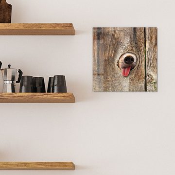 DEQORI Magnettafel 'Neugierige Hundeschnauze', Whiteboard Pinnwand beschreibbar