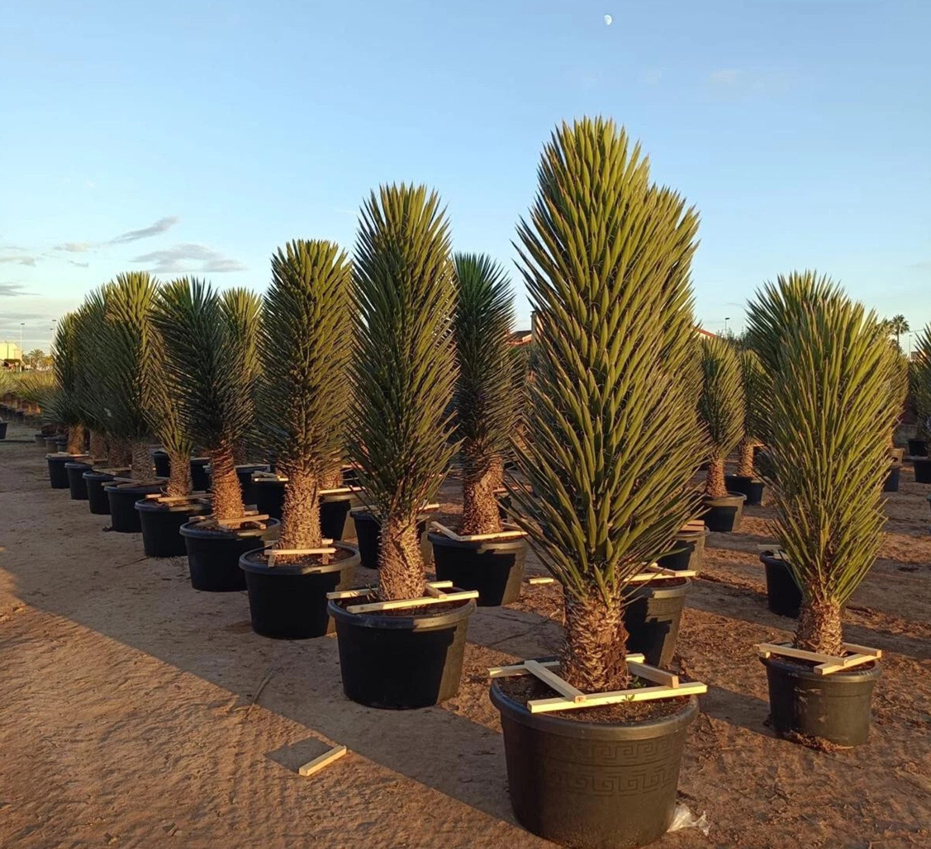 Palms-Store Baum Yucca Palme Filifera ca. 200cm, 1 St., Baumartiger Wuchs, Stark verzweigt, Blätter mit Faserfransen