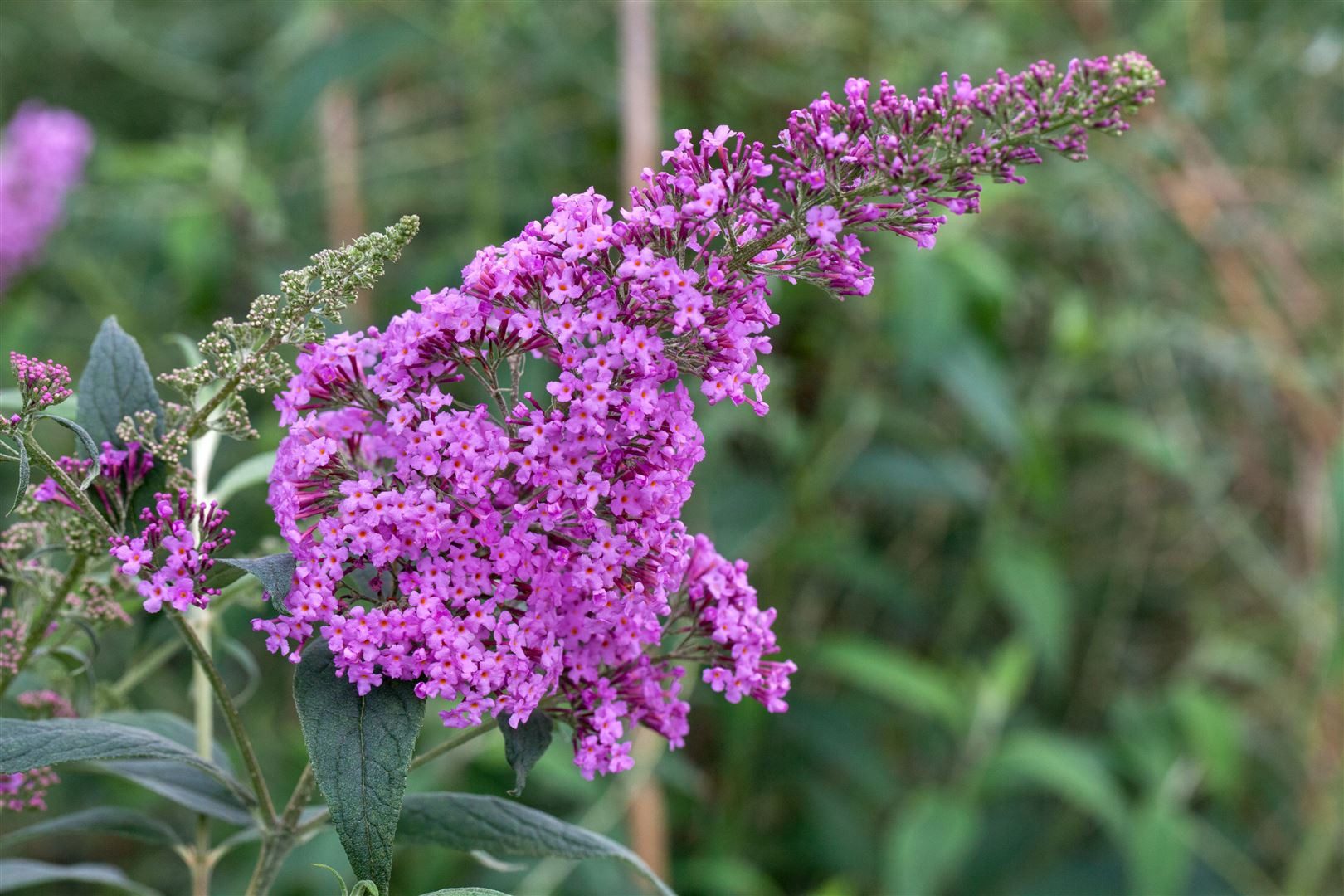 Pflanzen für Dich Gehölze Buddleja davidii Pink Delight, 1 St., Schmetterlingsflieder, Sommerflieder