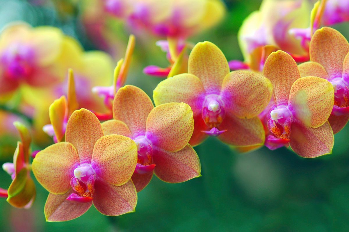 Fototapete Goldene Orchideen